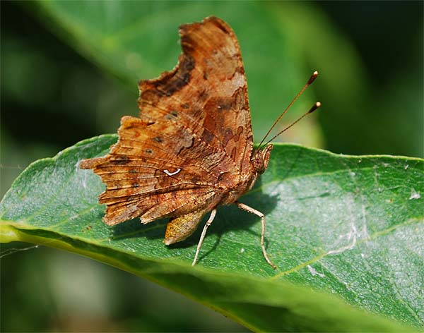 Polygonia     c-album